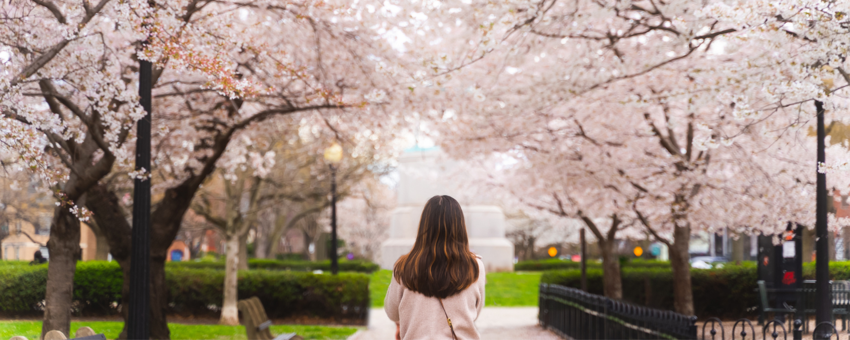 Woman walking under cherry blossoms