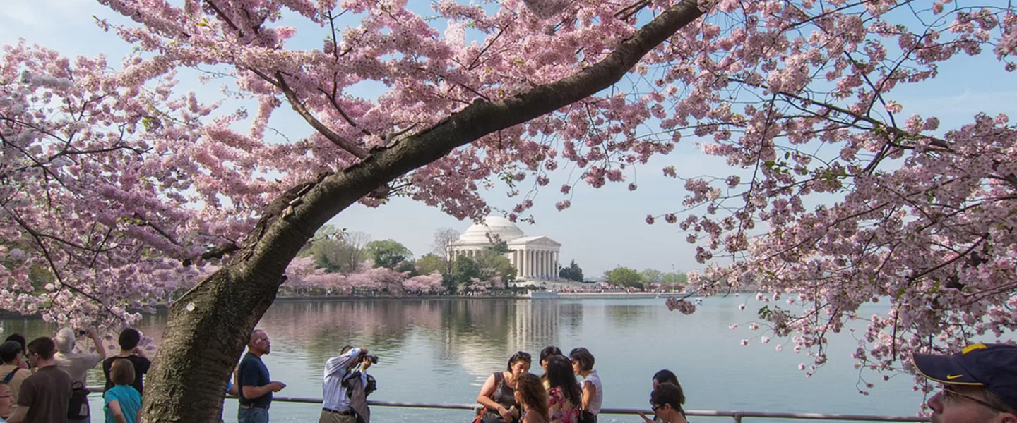 Cherry Blossoms on the Tidal Basin - National Cherry Blossom Festival - Things to Do This Spring in Washington, DC