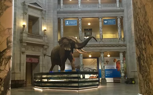 Rotunda at the National Museum of Natural History - Free Smithsonian Museum in Washington, DC
