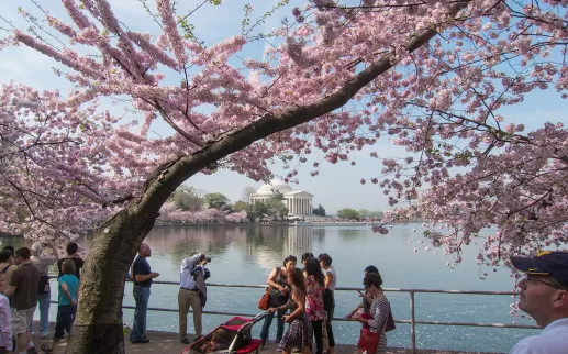 Cherry Blossoms on the Tidal Basin - National Cherry Blossom Festival - Things to Do This Spring in Washington, DC

