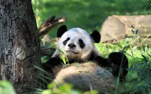 Giant Panda at the Smithsonian National Zoo - Washington, DC
