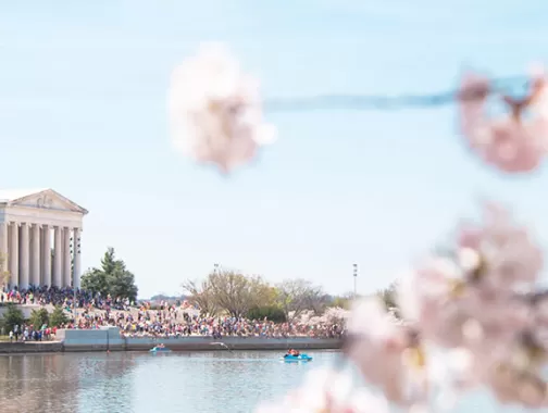 Spring and cherry blossoms in Washington, DC - Your ultimate guide to the National Cherry Blossom Festival and springtime in DC
