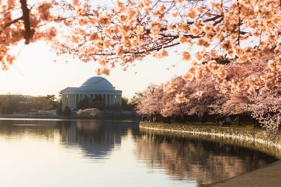 Cherry Blossoms at Tidal Basin