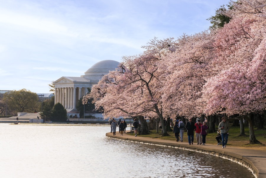 Visitors walk along the Tidal Basin framed by blooming cherry trees with the Jefferson Memorial in the background.