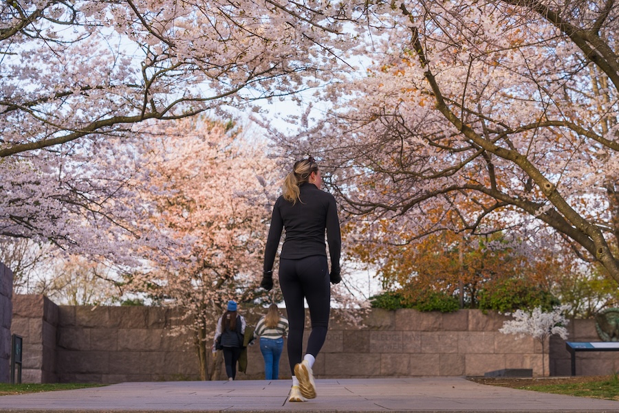 A person walks beneath blooming cherry trees along a memorial pathway.