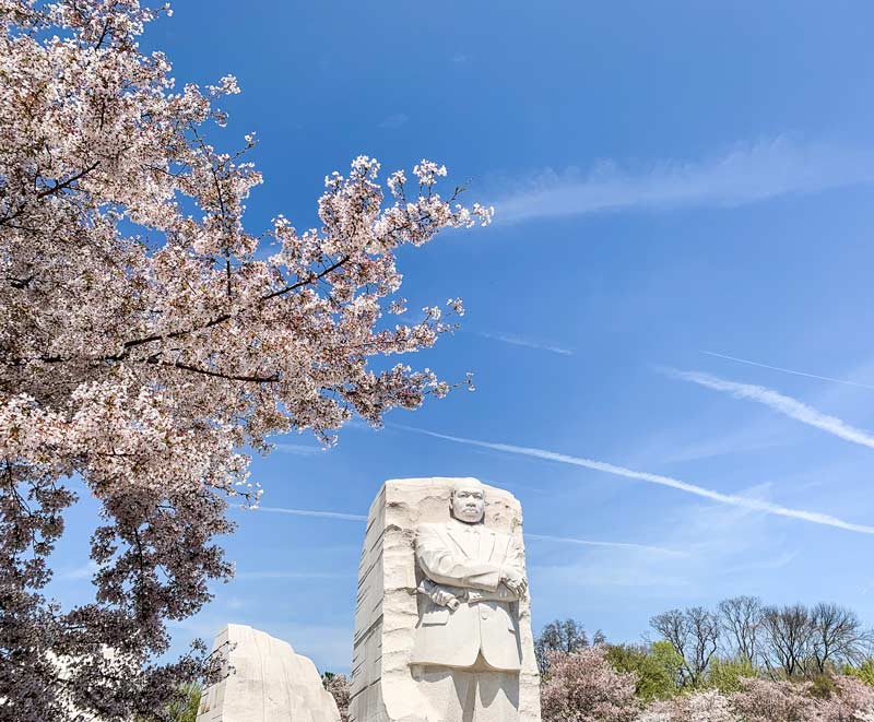 @jerryblossoms - Martin Luther King, Jr. Memorial on the National Mall during the cherry blossoms peak bloom in Washington, DC