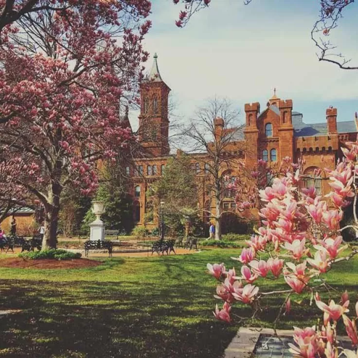 @pinkie925 - Spring flowers in front of the Smithsonian Castle on the National Mall in Washington, DC