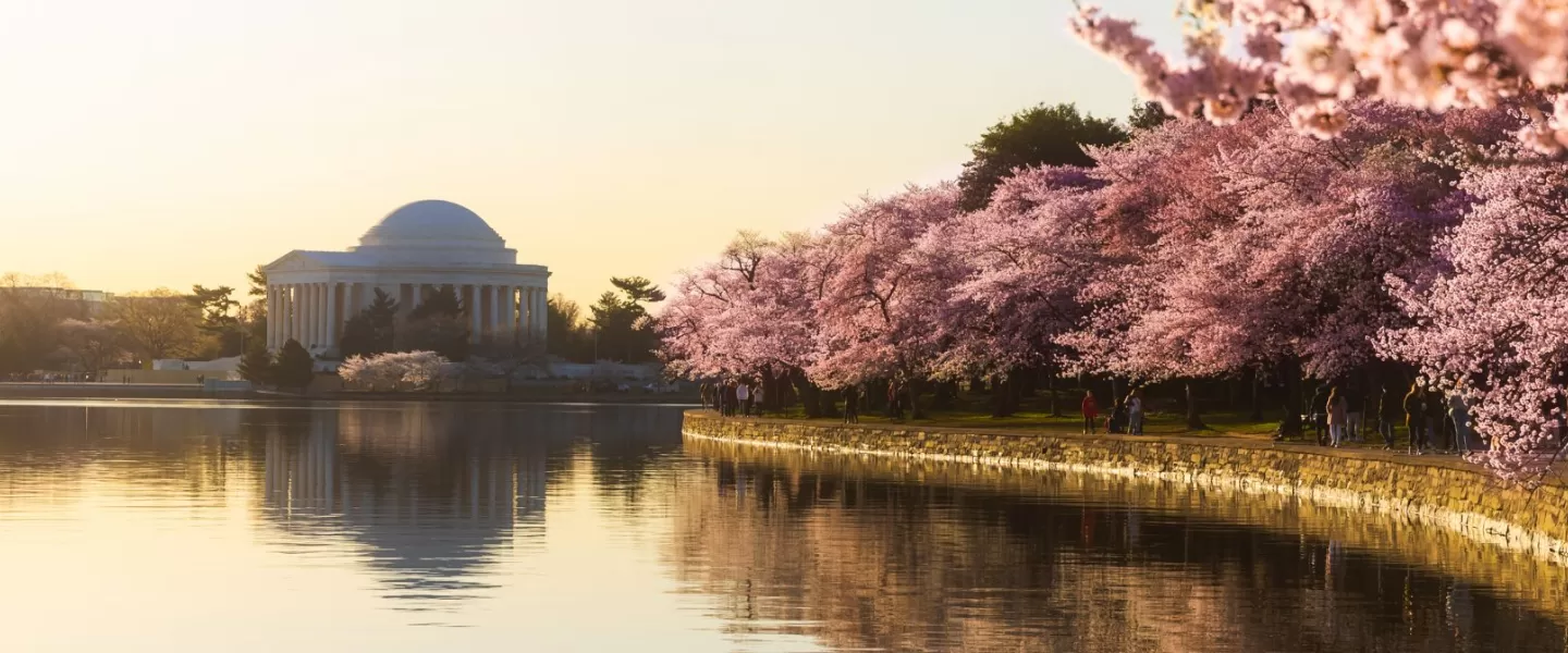 Cherry Blossoms at Tidal Basin