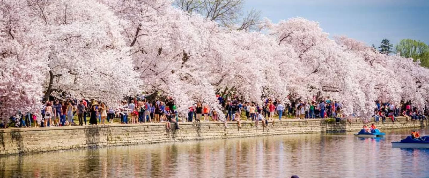 Couple on Tidal Basin Paddleboats - National Cherry Blossom Festival - Washington, DC