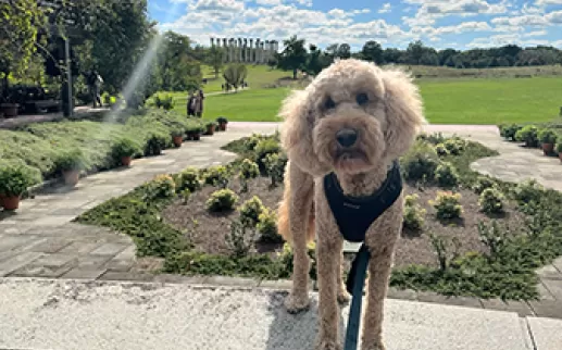 Dog at U.S. National Arboretum
